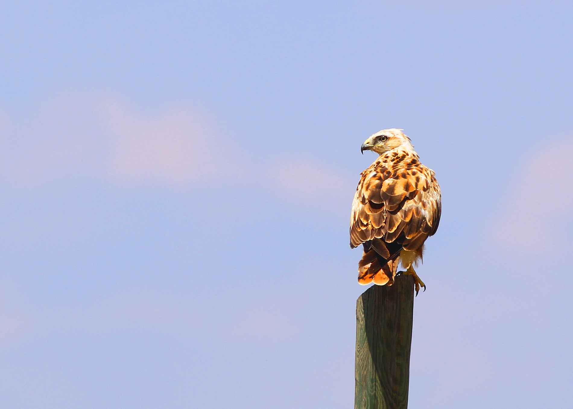 Long-legged Buzzard
